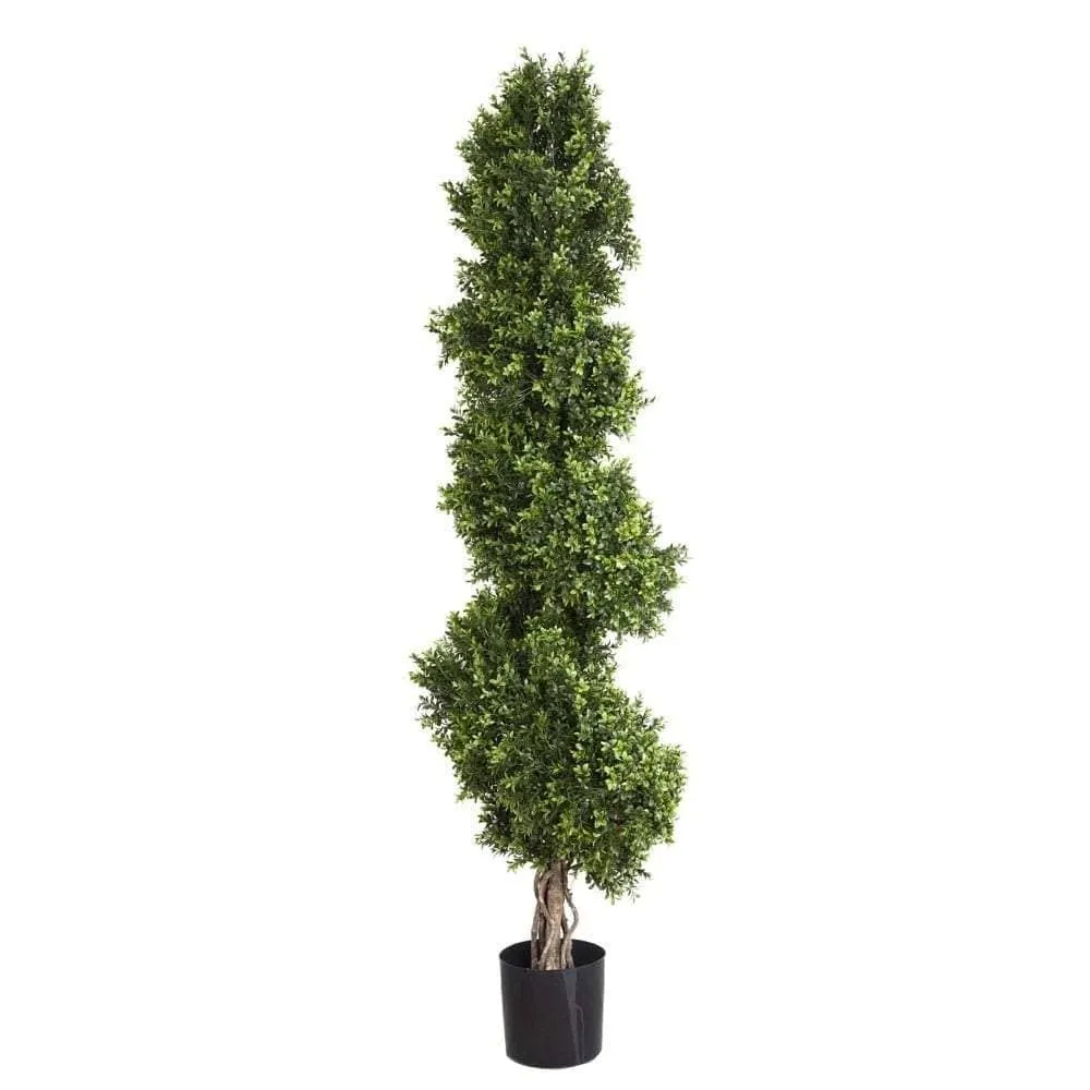 Boxwood Spiral Tree 1.9m