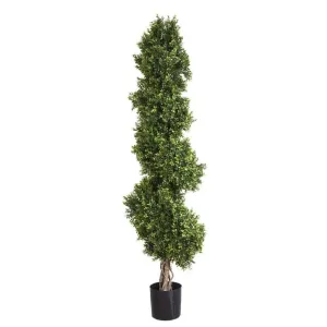 Boxwood Spiral Tree 1.9m