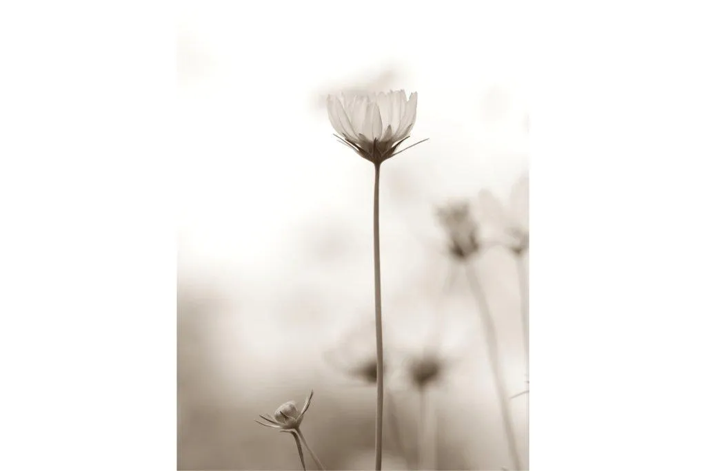 Cosmos