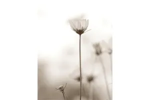 Cosmos