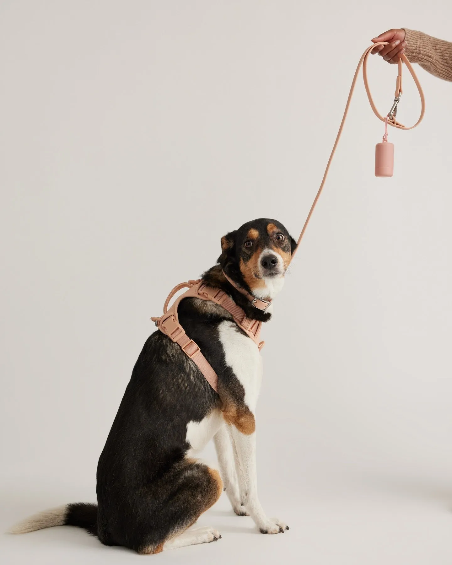 Dog Harness Walk Kit