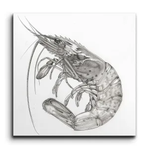 Intricate Monochrome Shrimp Illustration