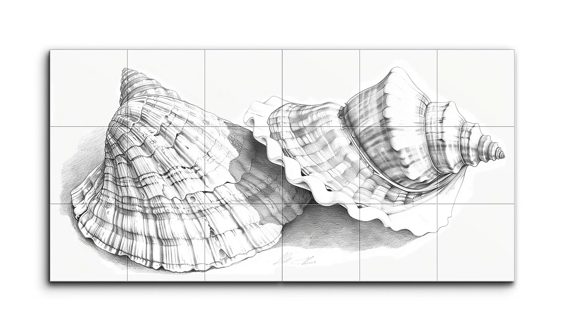 Monochrome Seashell Elegance