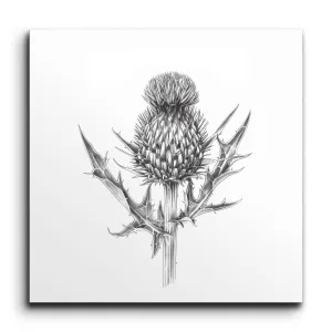 Monochrome Thistle Botanical Illustration