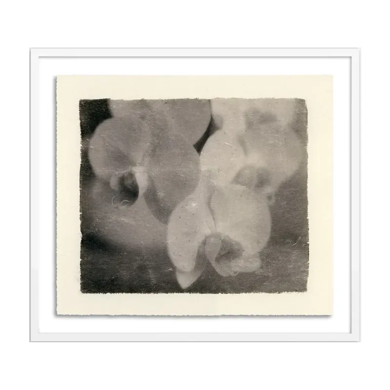 Orchids