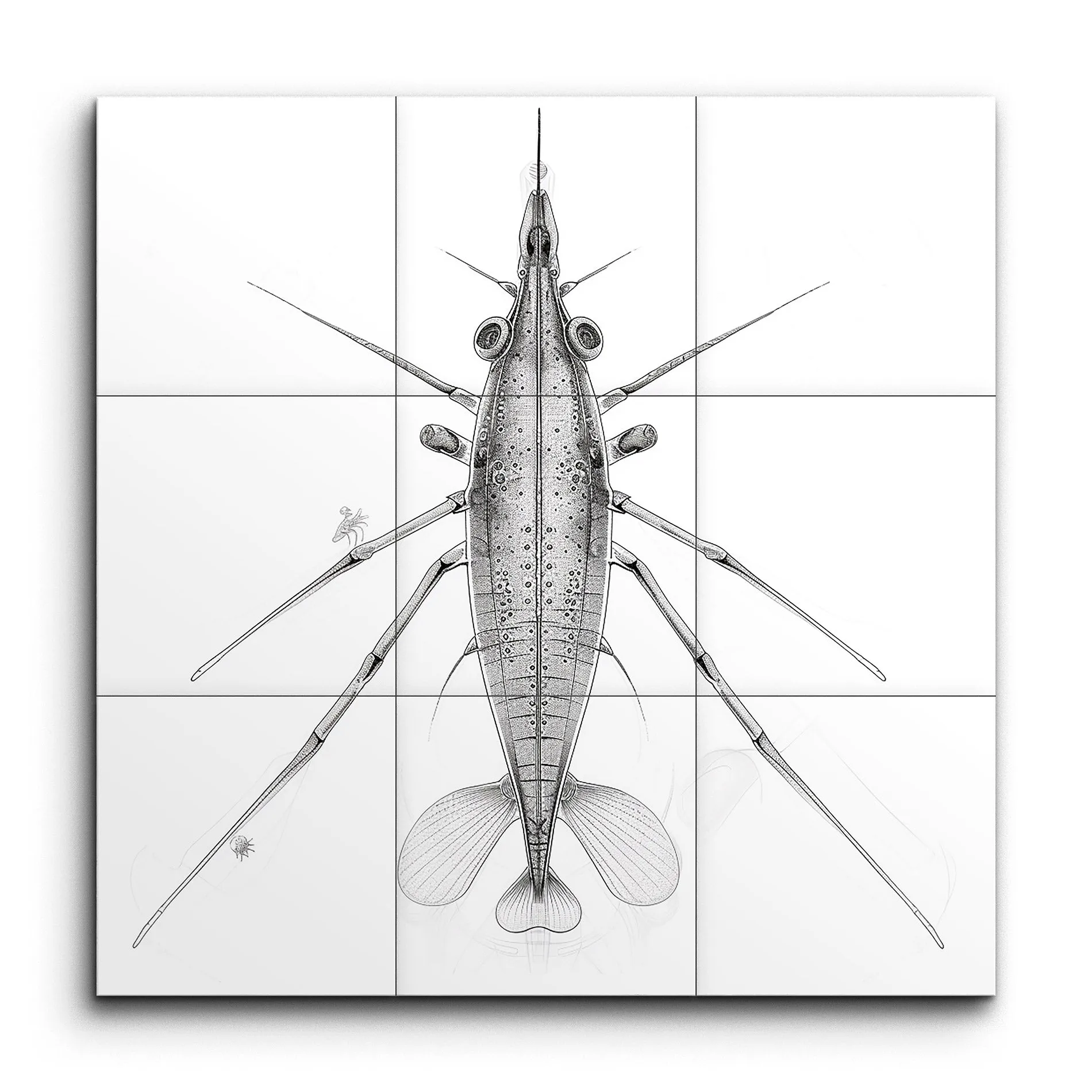Shrimp Anatomy: Monochrome Masterpiece