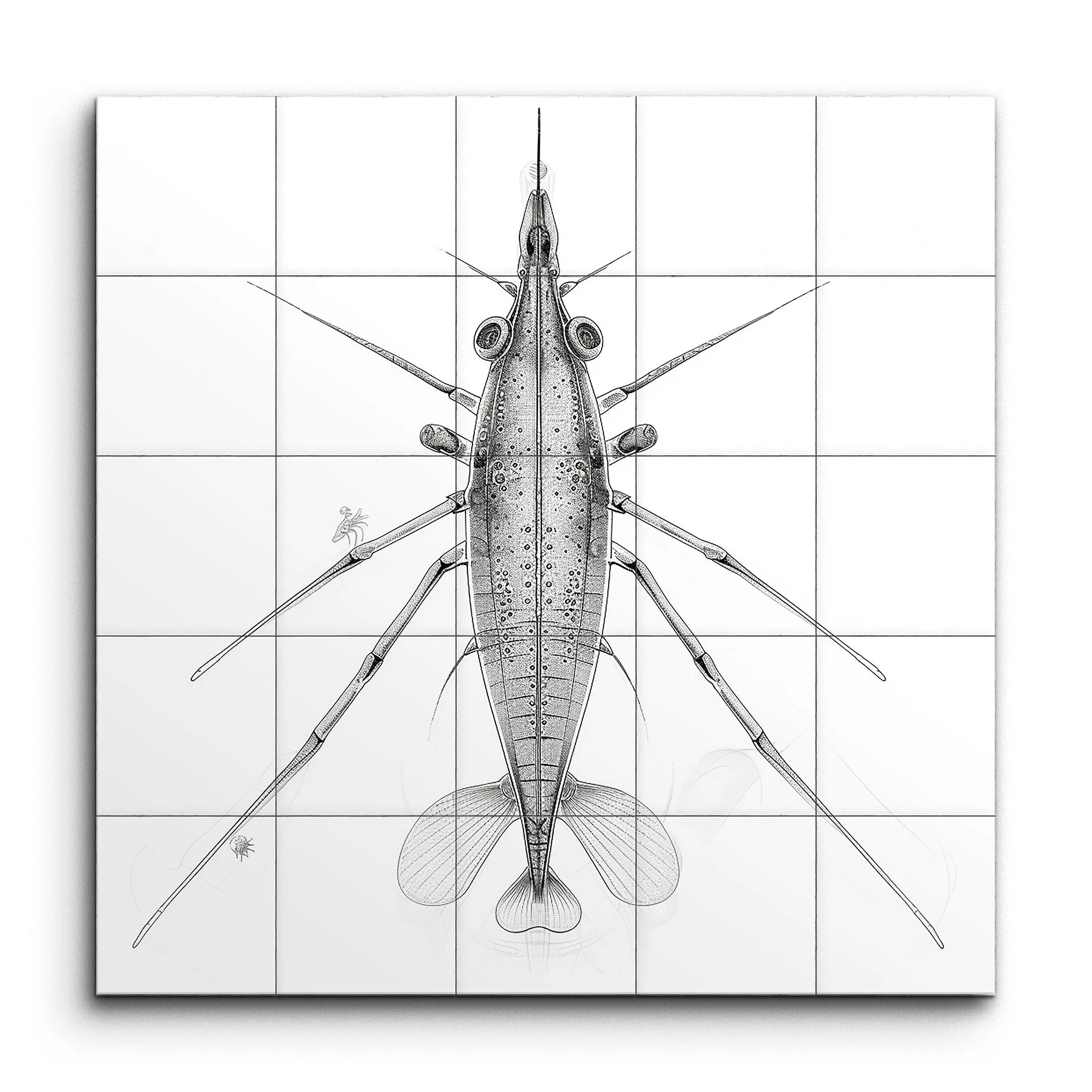 Shrimp Anatomy: Monochrome Masterpiece