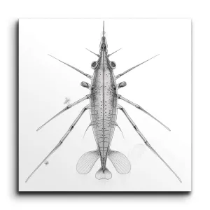 Shrimp Anatomy: Monochrome Masterpiece